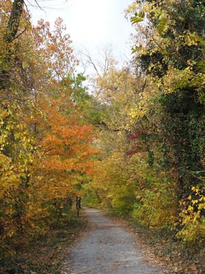 Autumn colors