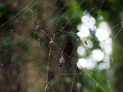 g13/55/529055/3/175037890.4dcae2a7.JPEG