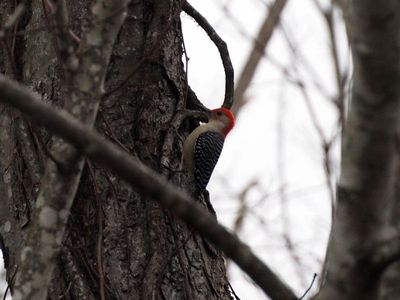 Red bellied woodpecker
