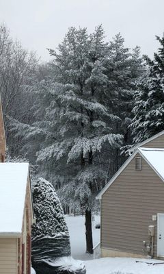 Snow covered tree