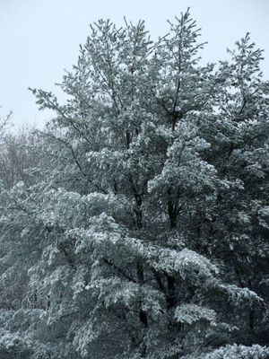 Snow covered leaves