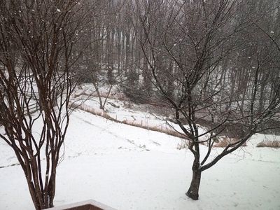 Snow falling in our backyard