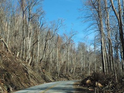 Hurricane damage in the mountains