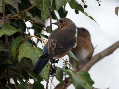 The bluebird