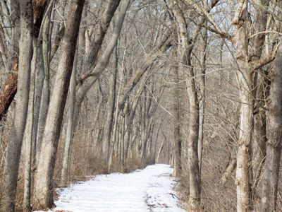Winter scene