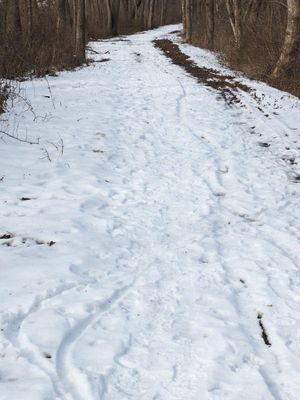 Tracks left in the snow