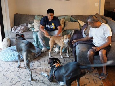 Introducing the dogs
