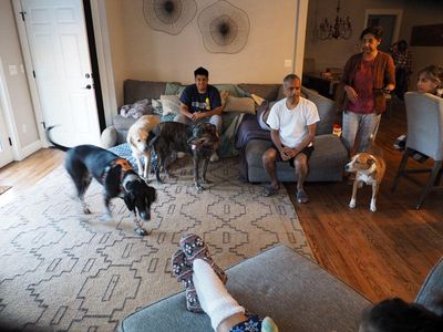 Introducing the dogs