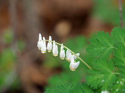 Dutchman's breeches