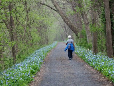 Lined with bluebells