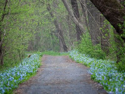 Lined with bluebells