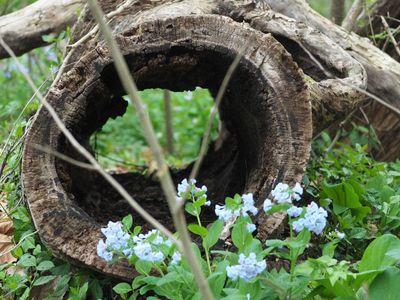 Through the tree trunk