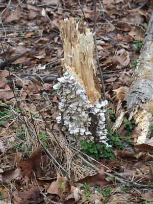 Mushrooms on a tree stump