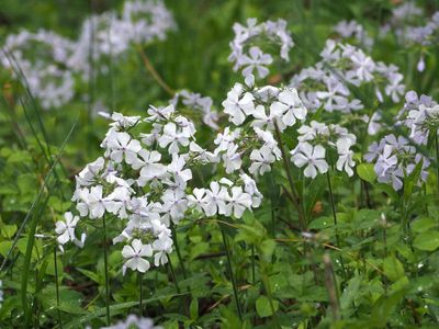 Wild Phlox