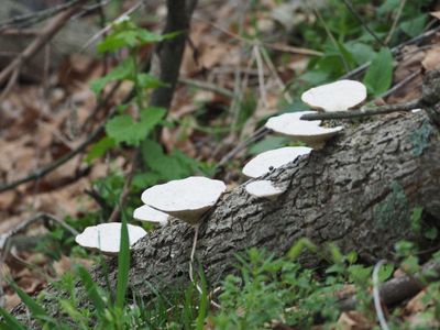 Mushrooms in the woods