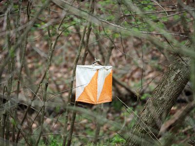 An unidentified object handing from the tree in the woods