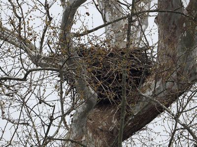 Bald Eagles' nest