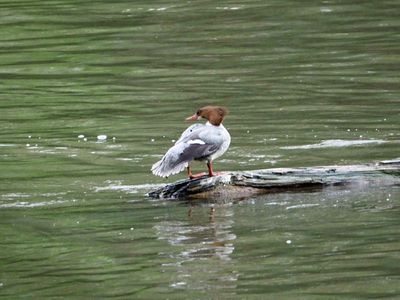Female Common Merganser