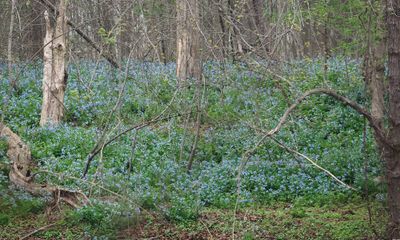 Field of bluebells on the other side of the river
