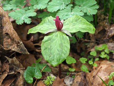 Trillium