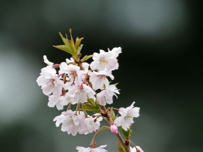 Cherry blossoms