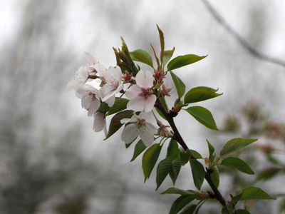 Cherry blossoms