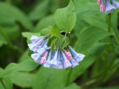 Bluebells