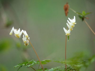 Dutchmans Breeches