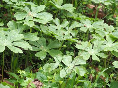 Mayapple