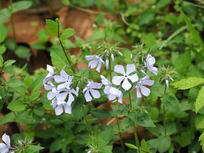 Wild Phlox