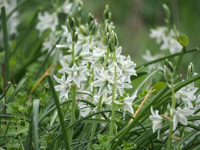 Nodding Star of Bethlehem