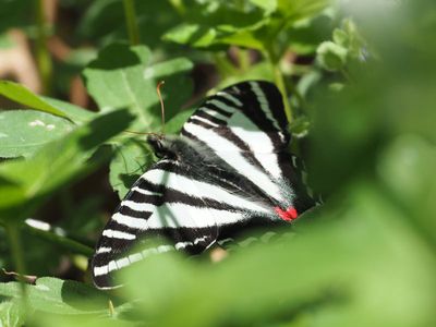 Zebra Swallowtail