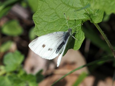 Cabbage White Butterfly
