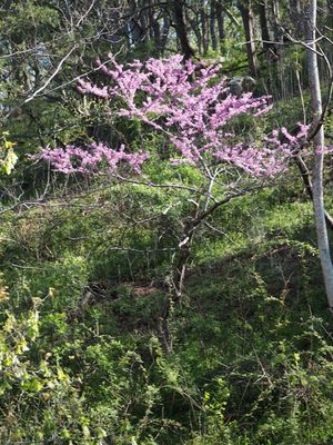 Redbud