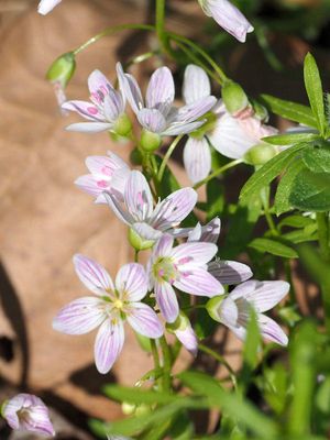 Spring Beauty