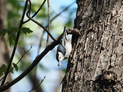 The nuthatch