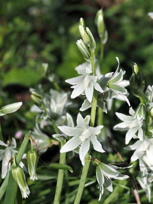 Nodding Star of Bethlehem