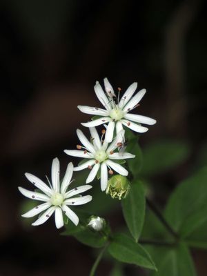 Star Chickweed