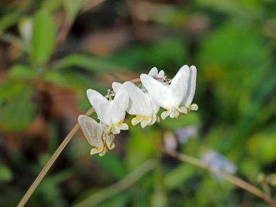 Dutchman's Breeches