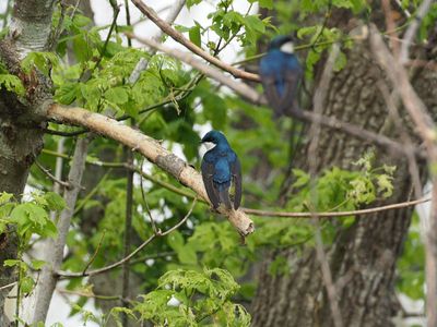 Tree Swallow