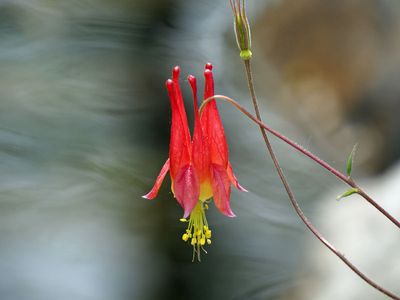 Columbine