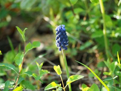 Grape Hyacinth