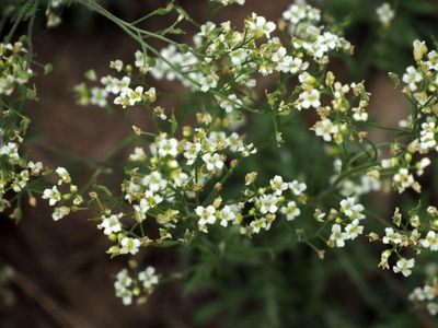 Unidentified - Extremely tiny flowers close to the ground