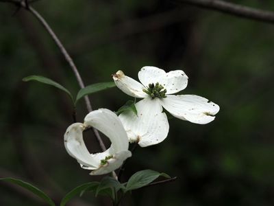 Dogwood
