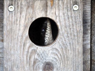 Intruder in the birdhouse