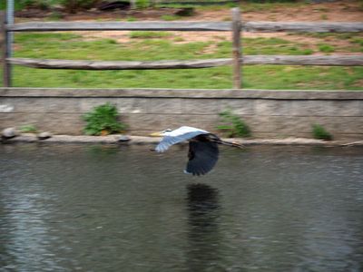 Great blue heron in flight