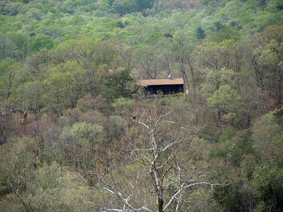 A bald eagle and a house with a view