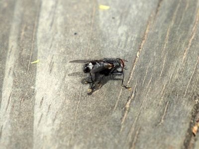 The fly