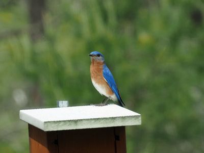 The bluebird