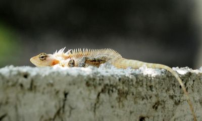 The gecko